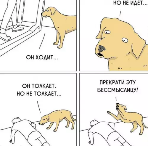 Смешная картинка №550187 собаки