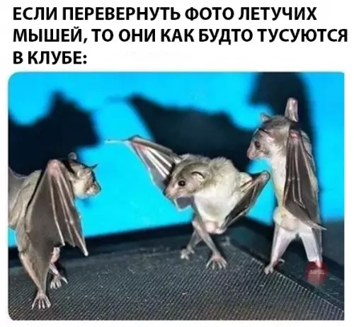 Смешная картинка №289718