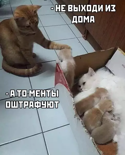 Смешная картинка №490634