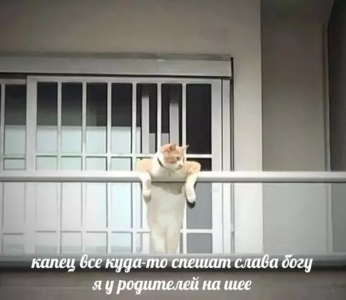 Смешная картинка №779819 Все хорошо 
