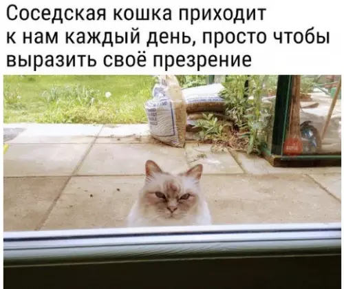 Смешная картинка №253276 кошки
