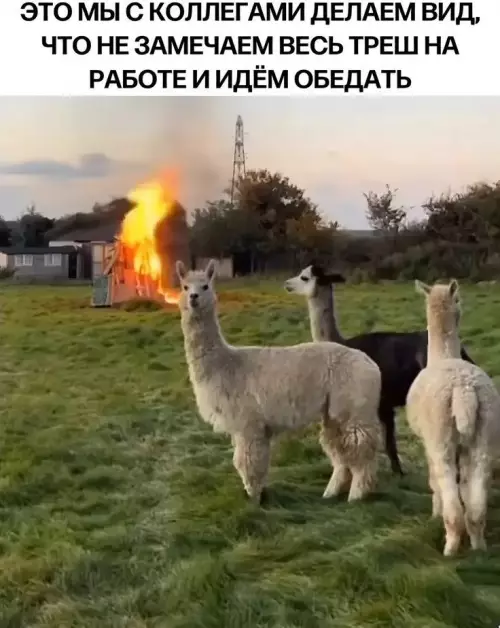 Смешная картинка №789176