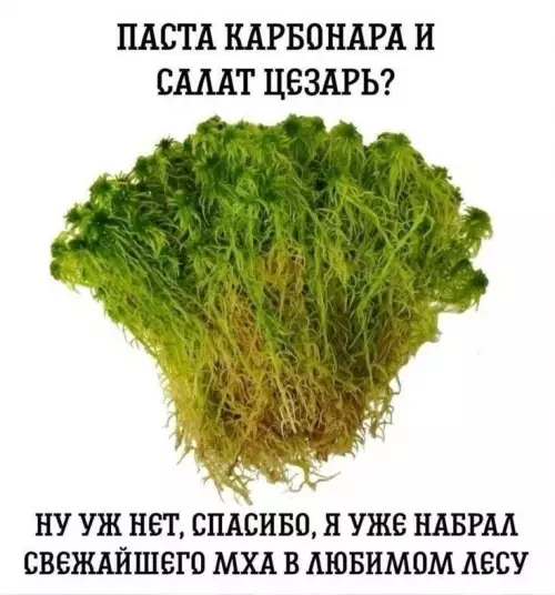 Меню из леса: Карбонара или мох? 🌿 - ПАСТА КАРБОНАРА И САЛАТ ЦЕЗАРЬ? НУ УЖ НЕТ, СПАСИБО, Я