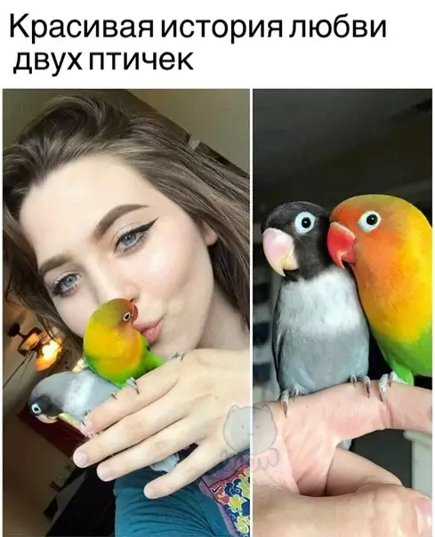 Смешная картинка №290444 птицы