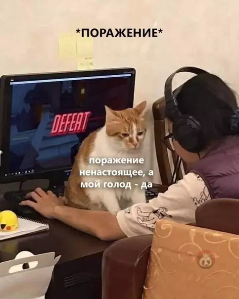 Смешная картинка №562876 Коты не знают что такое личное пространство)