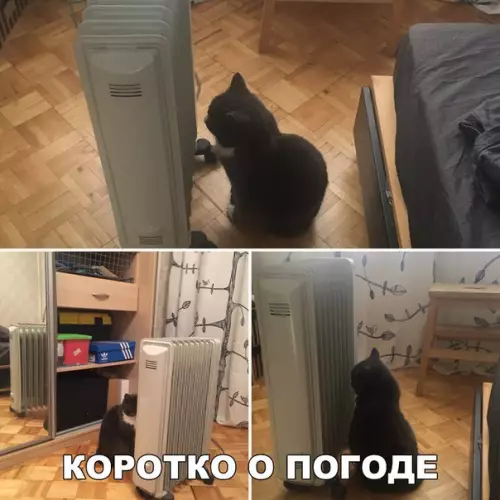 Смешная картинка №253675 погода, кот