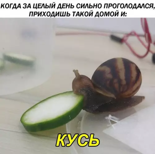 Смешная картинка №291833