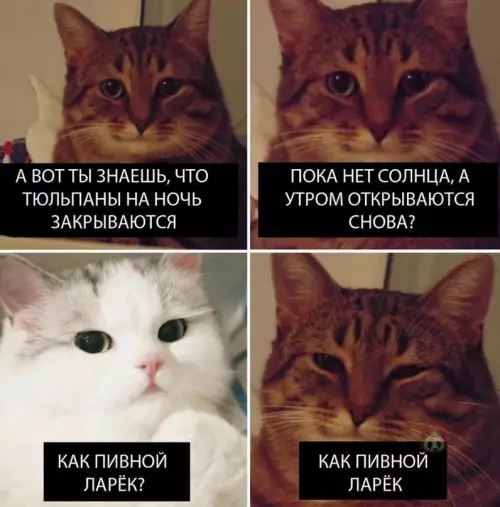 Смешная картинка №607641 Когда вы понимаете друг друга ?