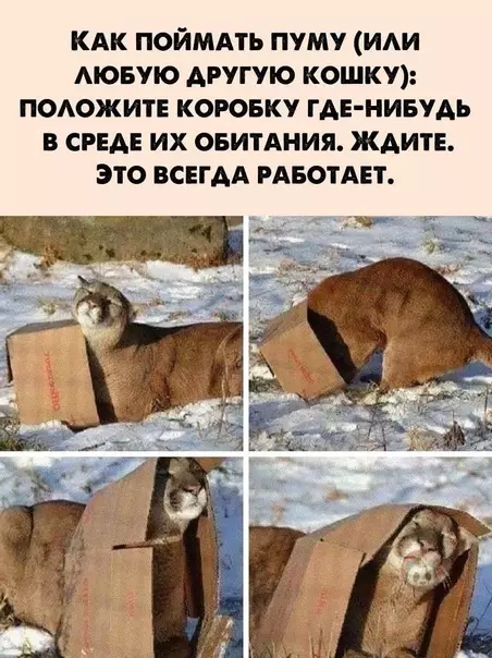 Смешная картинка №558949 Потому что большие кошки - все равно кошки ??