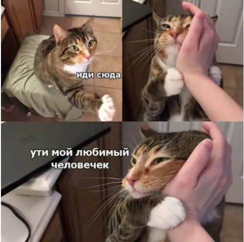 Смешная картинка №290521 Кошки