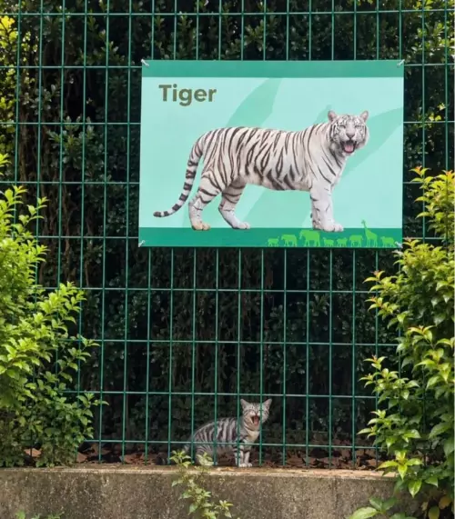 Когда уровень уверенности зашкаливает 🐯🔥 - Tiger