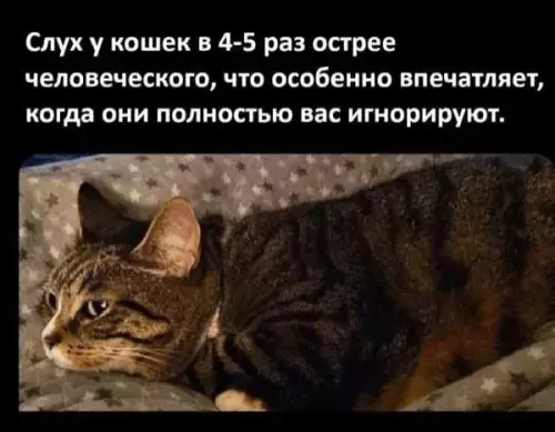 Уши кошек и их игнорирование