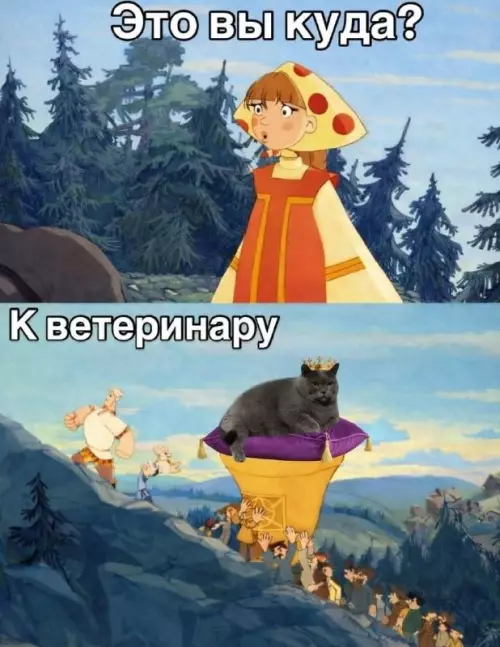 Кошка-король не хочет к ветеринару - Это вы куда? К ветеринару