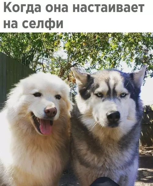 Смешная картинка №253893 селфи, собаки