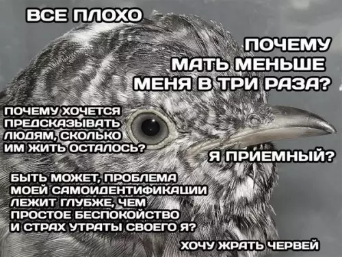 Смешная картинка №197674 Проблемы кукушек