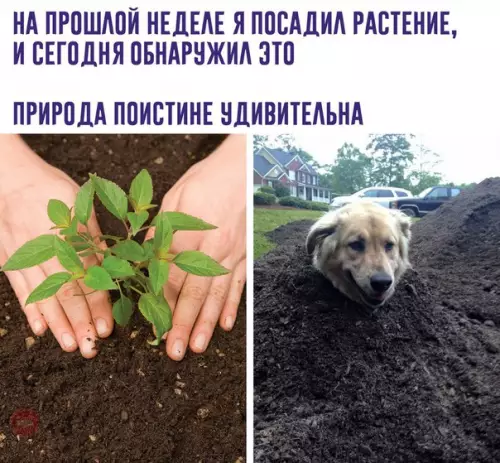 Смешная картинка №267861