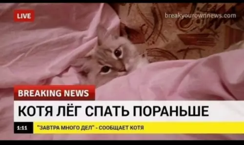Срочные новости! Кот совершил подвиг 🐈💤 - BREAKING NEWS. КОТЯ ЛЁГ СПАТЬ ПОРАНЬШЕ. ЗАВТРА МНОГО ДЕЛ -