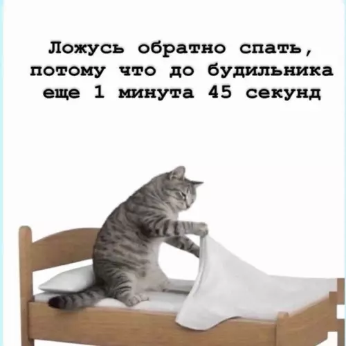 Тот самый план на утро 😼 - Ложусь обратно спать, потому что до будильника еще 1 минута