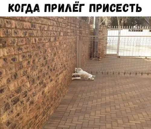 Смешная картинка №238509