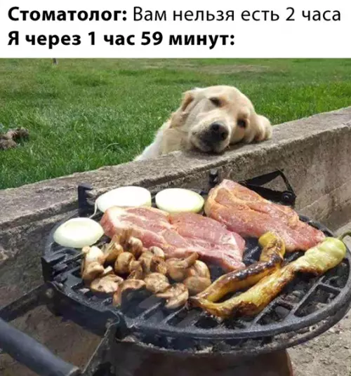 Смешная картинка №467490 собаки