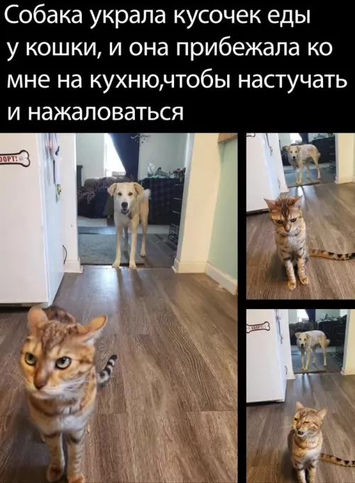 Смешная картинка №695310 Животные