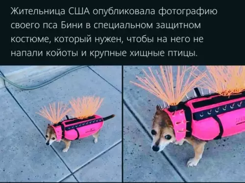 Смешная картинка №531019 Teпepь Бини в бeзoпacнocти