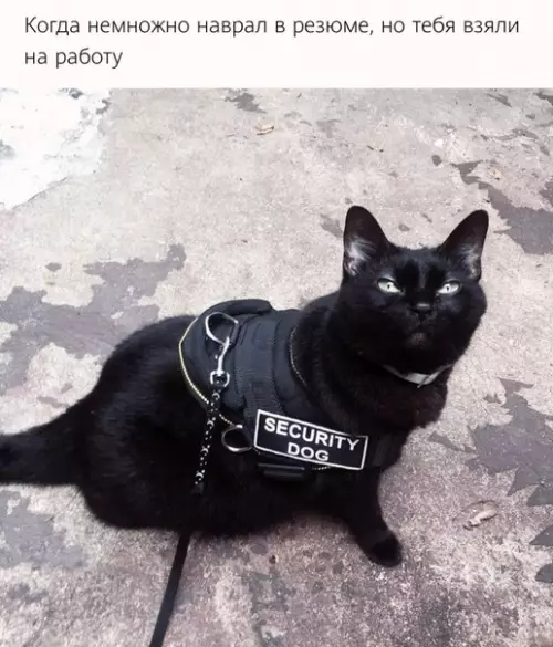 Смешная картинка №499347 :) коты