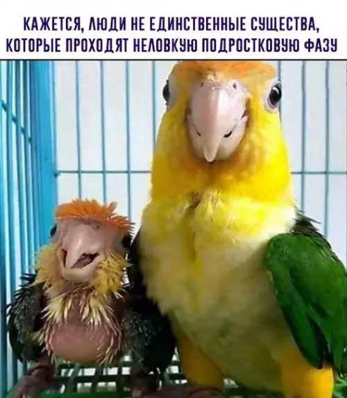 Смешная картинка №227816