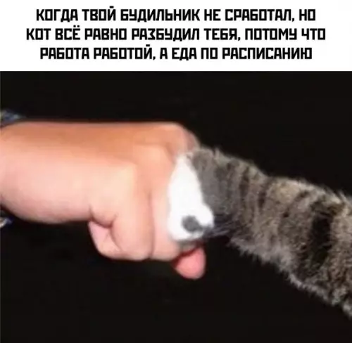 Кошачий будильник работает без сбоев! 🐈⏰ - КОГДА ТВОЙ БУДИЛЬНИК НЕ СРАБОТАЛ, НО КОТ ВСЁ РАВНО РАЗБУДИЛ