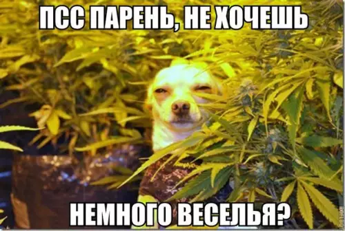 Смешная картинка №178150 собаки