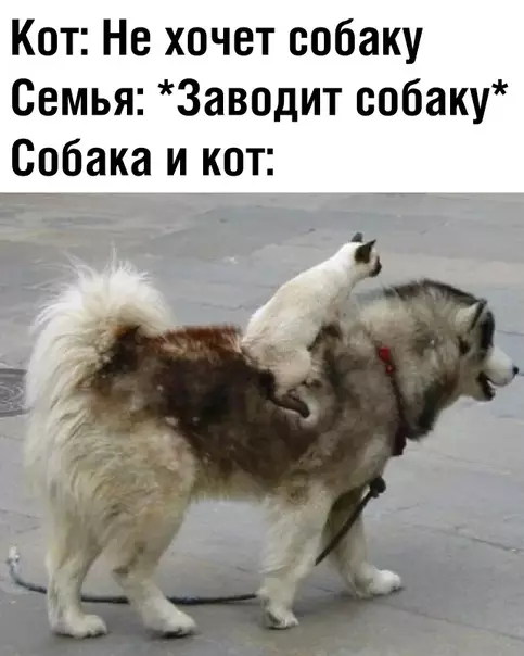 Смешная картинка №374480