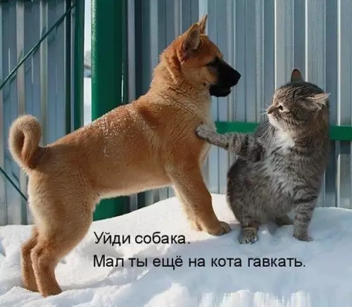 Смешная картинка №213112