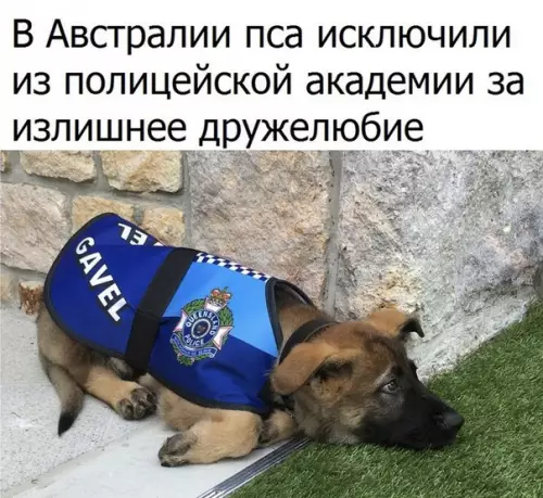 Смешная картинка №240895 К грустным новостям..
