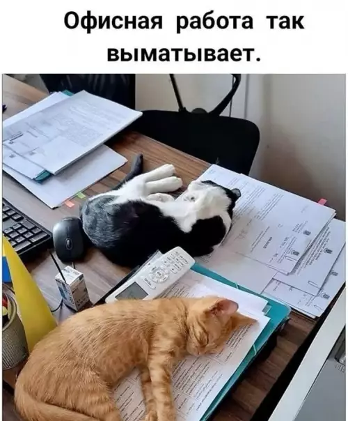 Офисные коты