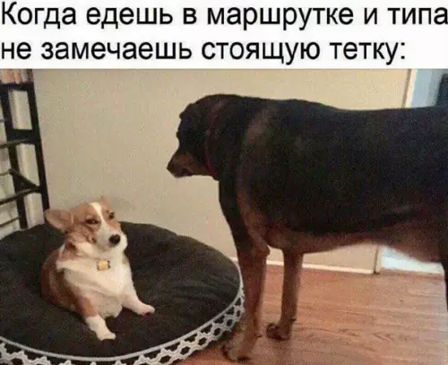 Смешная картинка №542555