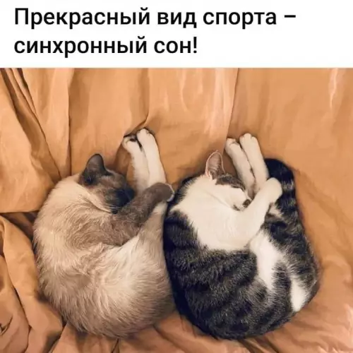 Смешная картинка №727110 коты