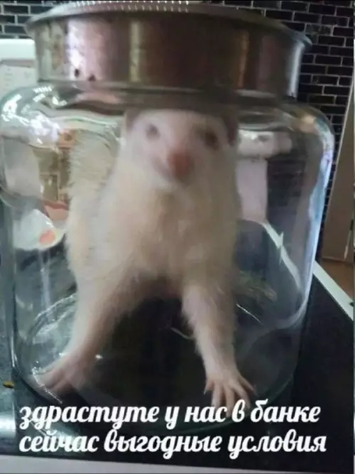 Смешная картинка №676002