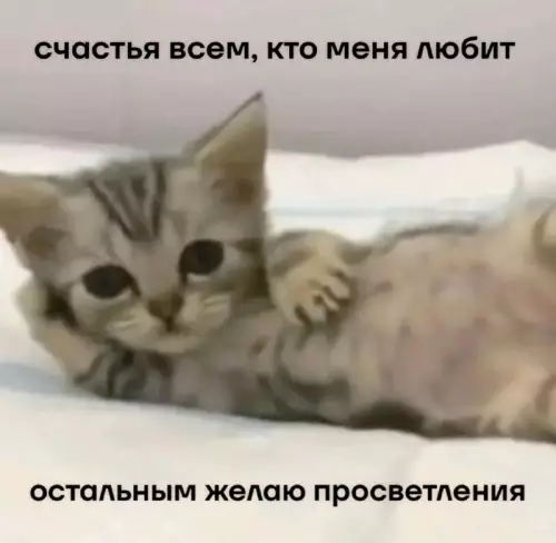 Смешной котенок с пожеланиями