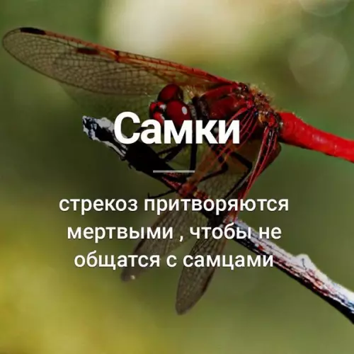 Смешная картинка №255460 Прям как ты