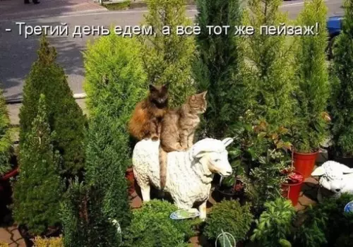 Смешная картинка №692513 коты