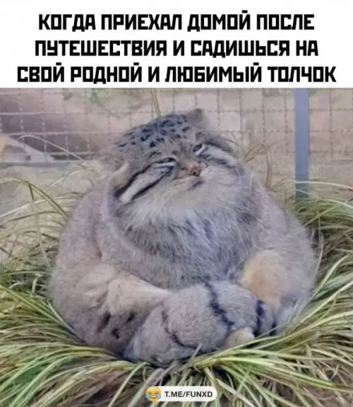 Смешная картинка №651039