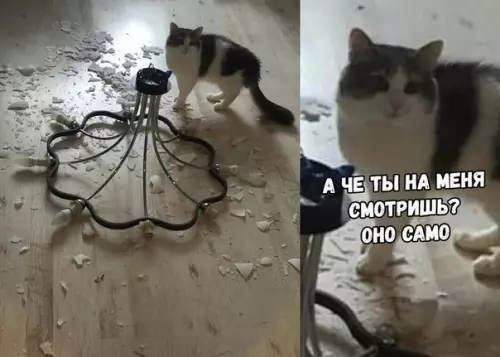 Смешная картинка №335325
