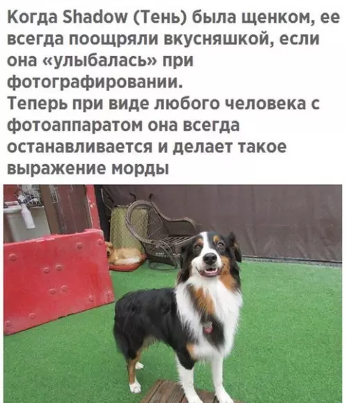 Смешная картинка №494958 Хорошaя девочкa собаки