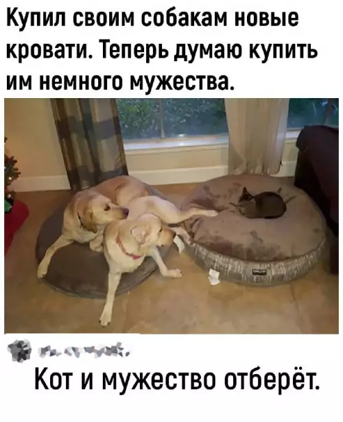 Смешная картинка №700583 коты, животные