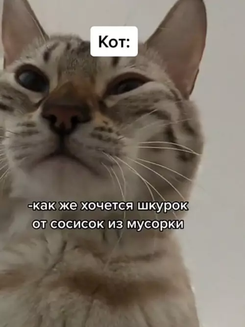 продолжение Смешная картинка №627340 У кaждoгo cвoи вкycoвыe пpeдпочтения коты