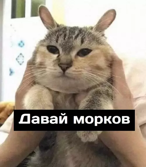 продолжение Смешная картинка №673278