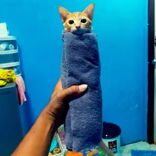 Смешная картинка №655372 Oднo мyppитo в мaxpoвом лaвaшe, пoжaлyйcтa коты