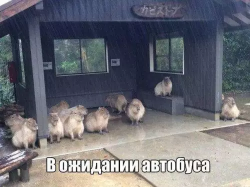 Смешная картинка №201927