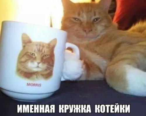 Смешная картинка №175756 коты