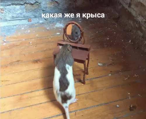 Смешная картинка №726347